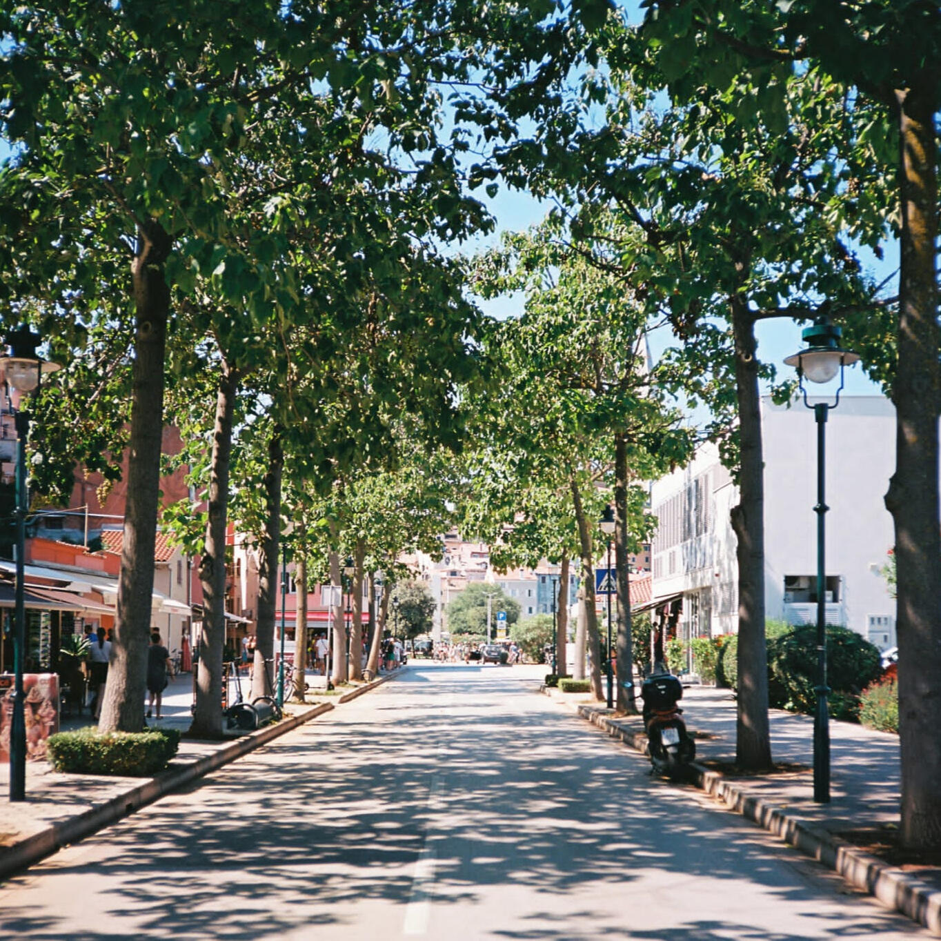 Scatto analogico di un viale alberato